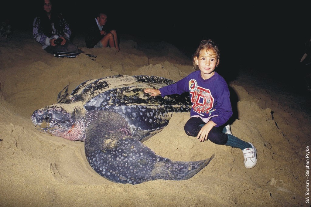 Malaysia News, Hotels and Travel Turtle Watching in Terengganu
